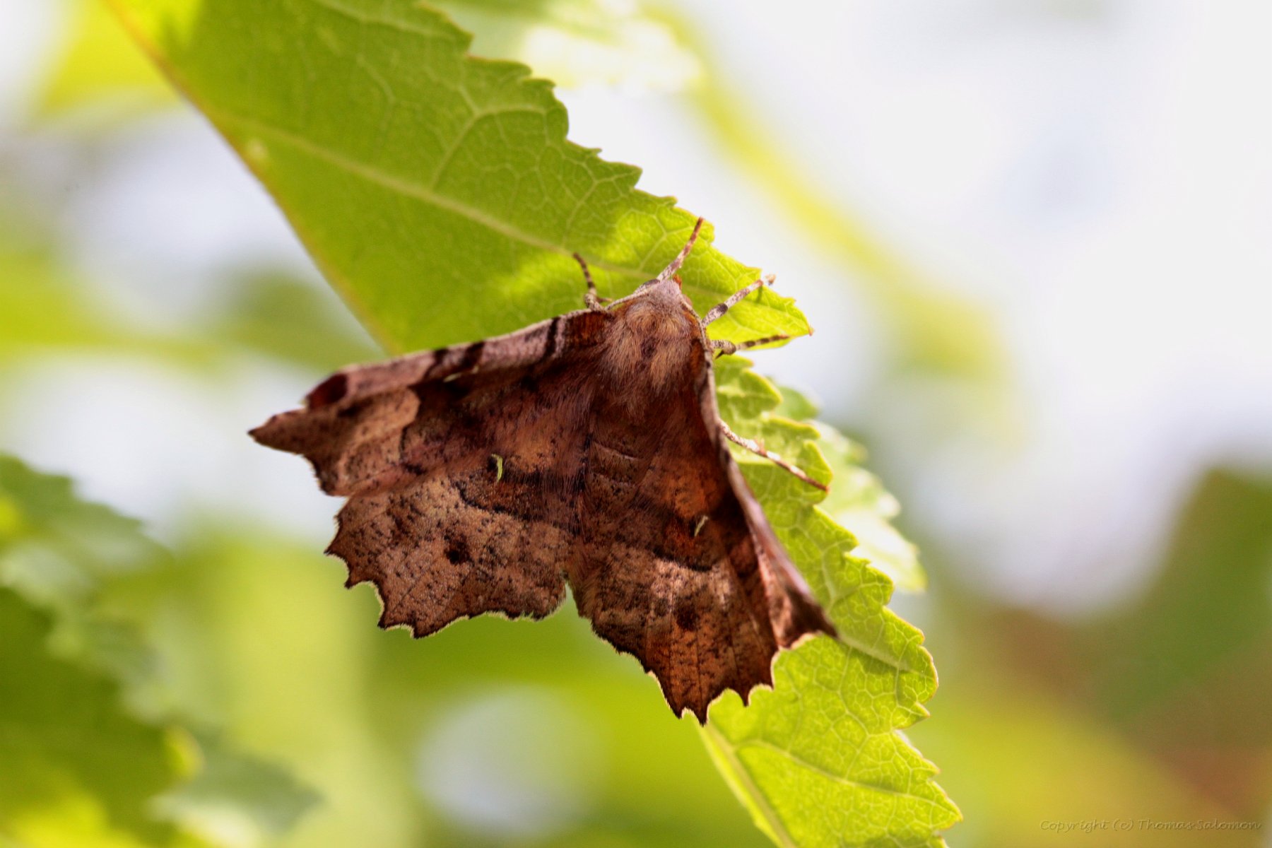 Violettbrauner Mondfleckspanner